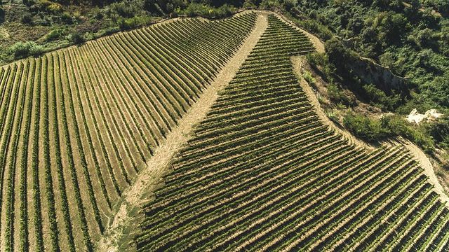 Dégustation de vins et visite de la Fattoria Gaglierano