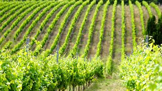 Cantine Gabriele Palmas
