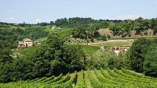 Degustação de vinhos e tour na Tenuta 2Castelli