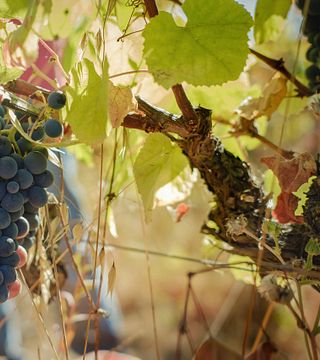 Degustação de vinhos honestos
