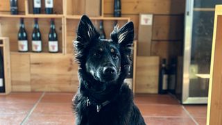 Degustazione di vini e tour al Domaine Olivier Pithon
