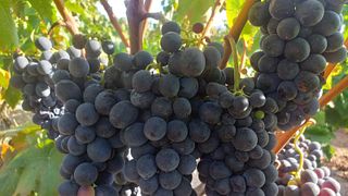 Discover the Signature Wines of a Southern Italian Winery