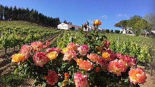 Cata de vinos y visita guiada en Quinta Da Vassala