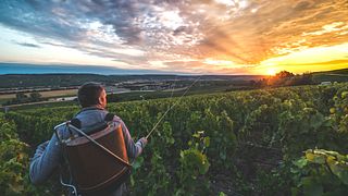Tour and tasting of 5 Champagnes