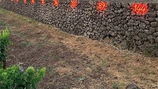 Sabores del Volcán Vinos, Panes y Quesos con Almuerzo | Sciaranuova Etna