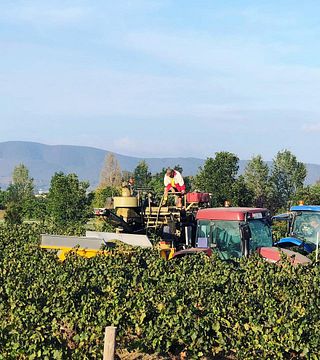 Degustação de vinhos e tour na vinícola Pieter Van Gent