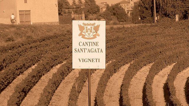 A JOURNEY THROUGH MONFERRATO: FAMILY STORIES, THE SCENT OF WOOD, AND GLASSES RAISED