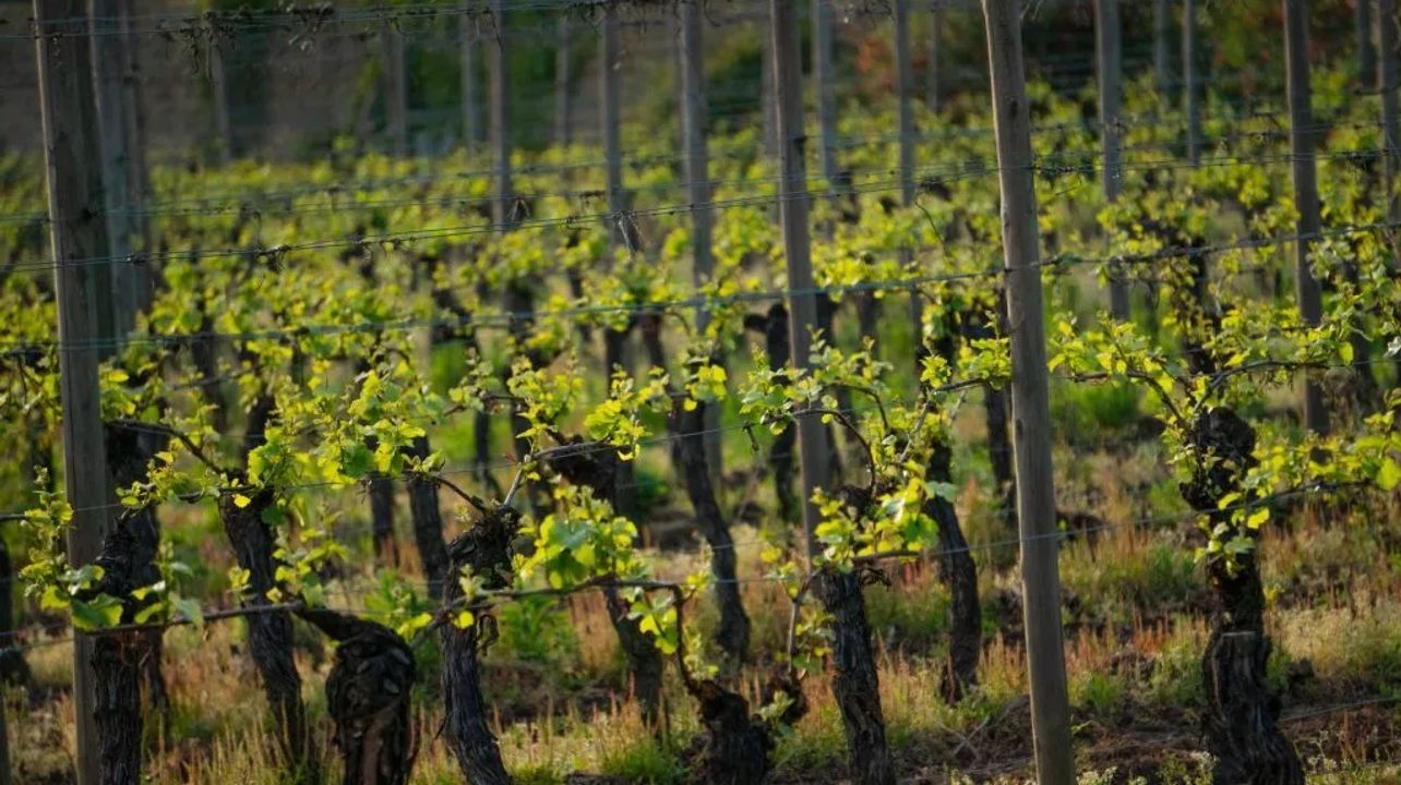 Déjeuner traditionnel Bairrada et expérience œnologique à la Quinta da Grimpa