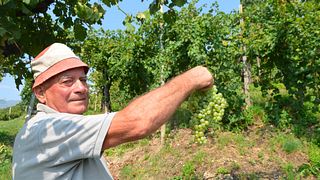 Dégustation de vins et visite à la Società Agricola Siro Merotto