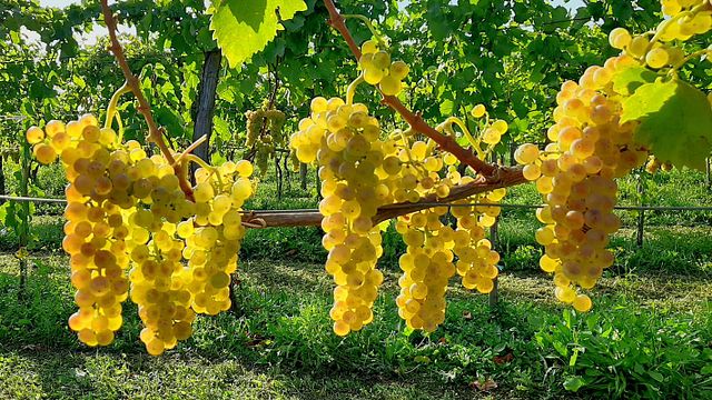 Weinprobe und Führung bei Uou Konzorcij Zapuščenih Vinogradov