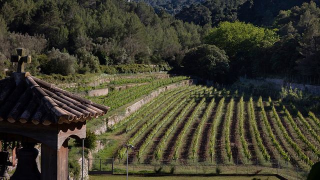 Bodega Son Vich De Superna