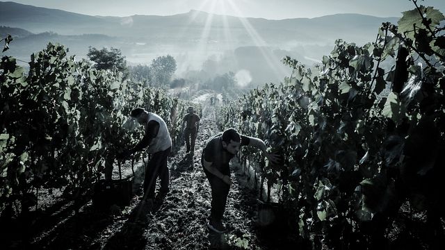 Cantina Fregnan