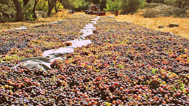 Cata de vinos de autor en la bodega Dourakis