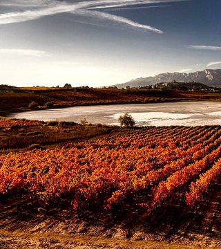 Bodegas Casa Primicia