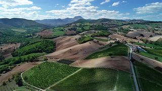 Degustazione e visita alla Tenuta Musone