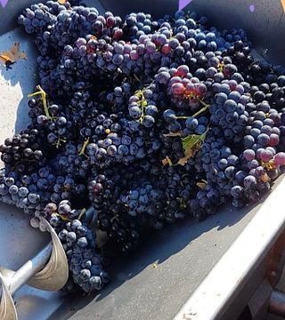 Degustação de vinhos “estilo aperitivo” com vista para o oceano e passeio em Etruscaia
