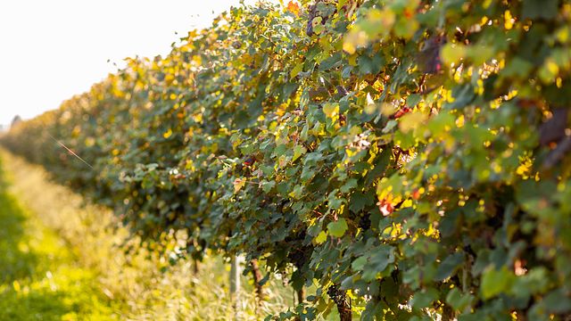 Weinprobe und Führung in der Azienda Agricola Bugno Martino