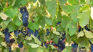 Ulupna Winery