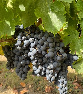 Degustazione di vini allo Château L'Eperon