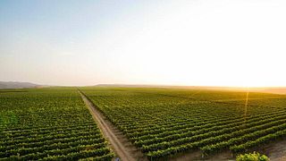 Premium-Weinprobe und Tour im Weingut SAVALAN - ASPI
