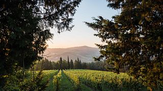 Enjoy Sangiovese Wines with Bruschetta in Emilia-Romagna