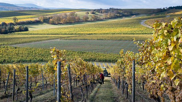 Nahe Wine & Pretzel Tasting at Weingut In den Zehn Morgen