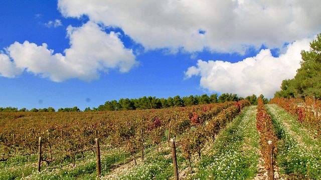 Weinprobe im Domaine De L'olibaou