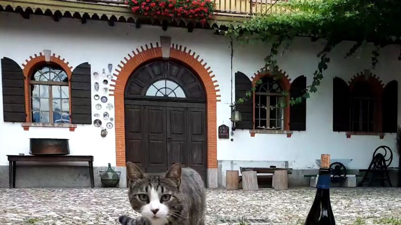 Vinprovning och rundtur på Azienda Agricola De Tarczal