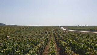 Degustazione e scoperta dei vigneti del Domaine Jeannot