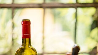 Vinos de Piave y sabor local