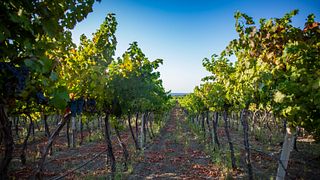 Upplev Cantina Ligios: Vineyard Walk & Wine Tasting