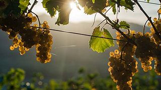 Vinprovning och rundtur på Vina Poljšak