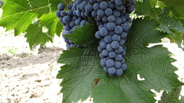 Sienkiewicz Vineyard