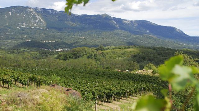 Degustazione di vini e visita presso Zaloščan Vina De Adami