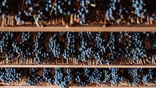 SAGRANTINO