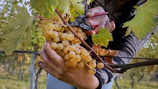 Weinprobe und Tour bei Lusenti vini