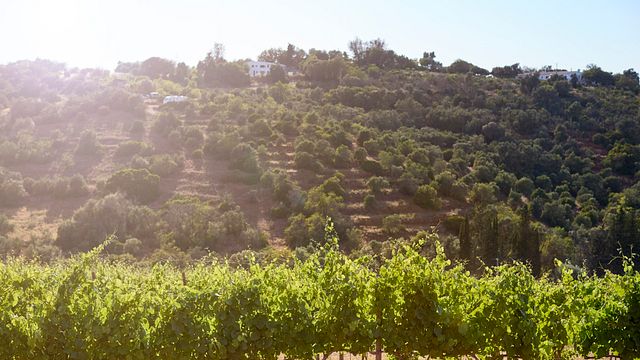 Giro dei vigneti