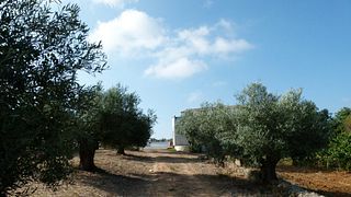 Klassische Weinprobe – João Clara Farm 