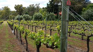 Dégustation de vins et visite des vignobles de Myattsfield