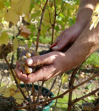 Degustação de vinhos e tour no Domaine de la Gauterie