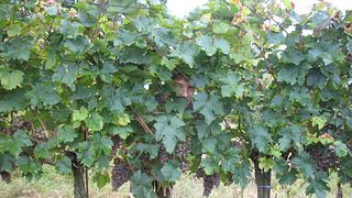 Degustazione di vini e tour a Wimmer Czerny