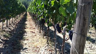 Cata de vinos en Le Moire