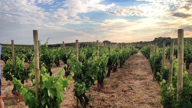 Dégustation de vins et visite des Bodegas Bhilar