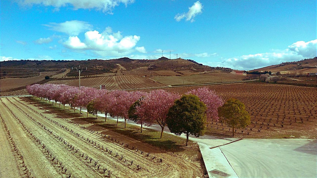 Consejo De La Alta Winery
