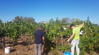 Puglia Wine & Vineyard Journey at Soloperto Vini
