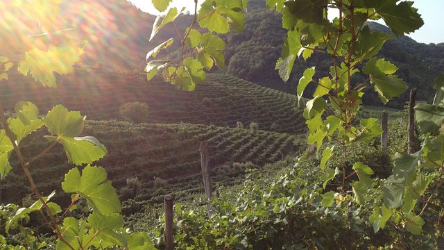 Azienda Agricola Follador Francesco