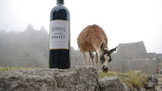 Cata de vinos y visita al Château Coutet Saint-Emilion
