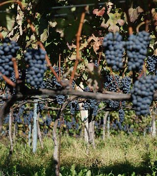 Dégustation de vins et visite chez Il Girapoggio
