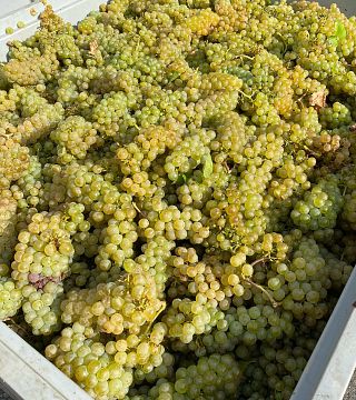 Weinprobe und Führung im Weingut Birgit Braunstein