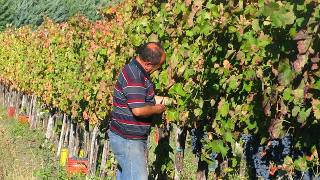 Stefania Barbot Winery